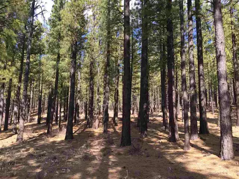 274 Deer Trl, Clio, CA 96122 photo 5