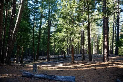 1899 Red Fox Rd, Clio, CA 96106 photo 18