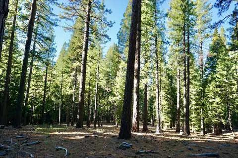 1899 Red Fox Rd, Clio, CA 96106 photo 21