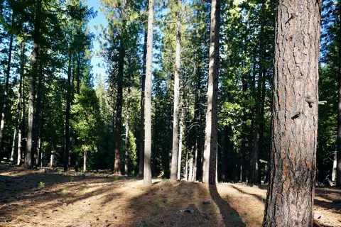 1899 Red Fox Rd, Clio, CA 96106 photo 4