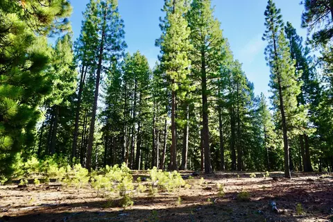 1899 Red Fox Rd, Clio, CA 96106 photo 3