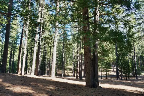 1899 Red Fox Rd, Clio, CA 96106 photo 8