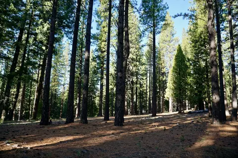 1899 Red Fox Rd, Clio, CA 96106 photo 26