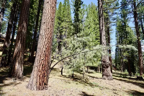 4 Paiute Trl, Graeagle, CA 96103 photo 4