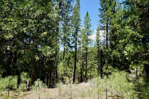 1509 Ringtail Rd, Clio, CA 96106 photo 15