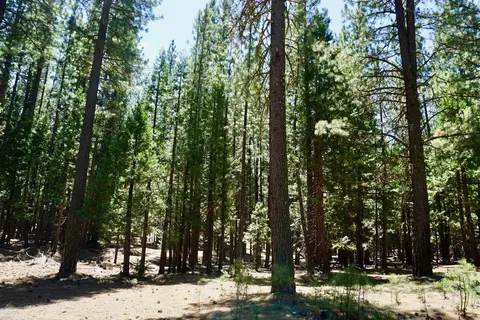 1509 Ringtail Rd, Clio, CA 96106 photo 14