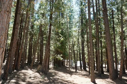 1509 Ringtail Rd, Clio, CA 96106 photo 2