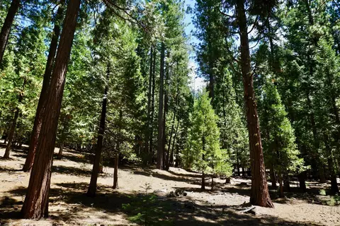 1509 Ringtail Rd, Clio, CA 96106 photo 16