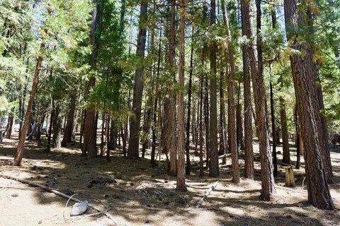 1509 Ringtail Rd, Clio, CA 96106 photo 18