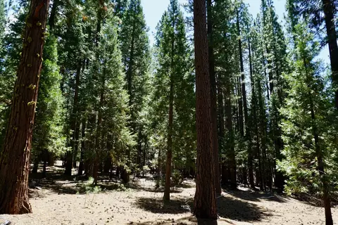 1509 Ringtail Rd, Clio, CA 96106 photo 3