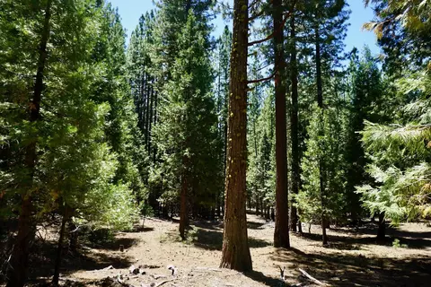 1509 Ringtail Rd, Clio, CA 96106 photo 5