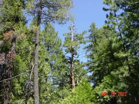 5645 Wildroot Dr, Clio, CA 96106 photo 9