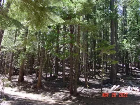 5645 Wildroot Dr, Clio, CA 96106 photo 6