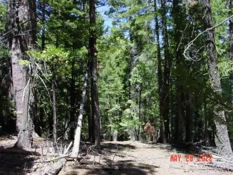 5645 Wildroot Dr, Clio, CA 96106 photo 7