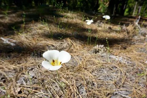 69400 Chipmunk Rd, Blairsden, CA 96103 photo 30
