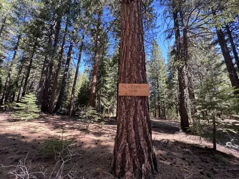 69691 Chippy Ln, Blairsden, CA 96103 photo 30