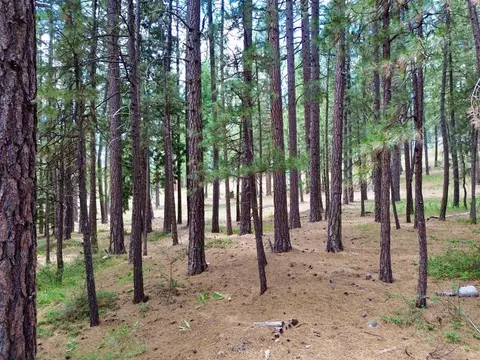 247 Gold Nugget Ln, Graeagle, CA 96103 photo 20