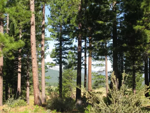 180 Saddle Ridge Rd, Clio, CA 96106 photo 26