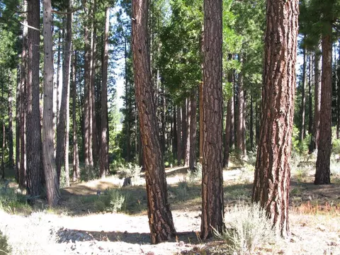 180 Saddle Ridge Rd, Clio, CA 96106 photo 19