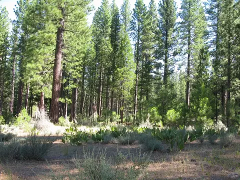 180 Saddle Ridge Rd, Clio, CA 96106 photo 18