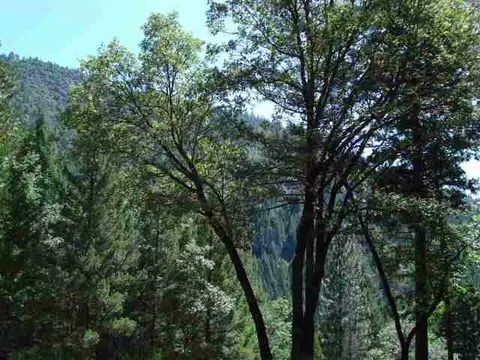 401 Old Utah Const Rd, Virgilia, CA 95984