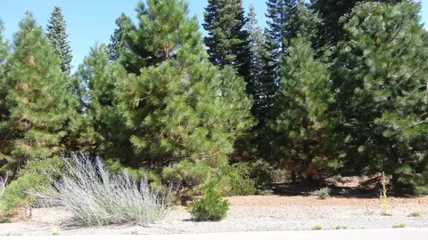 902 Marina Dr, Lake Almanor, CA 96137
