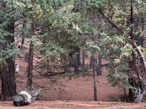 1667 Red Fox Rd, Clio, CA 96106 photo 2