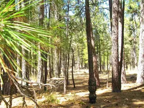 760 Goldridge Dr, Graeagle, CA 96103 photo 20