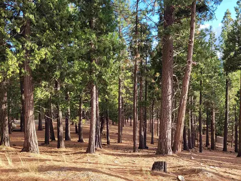 2474 Beaver Rd, Clio, CA 96106 photo 20