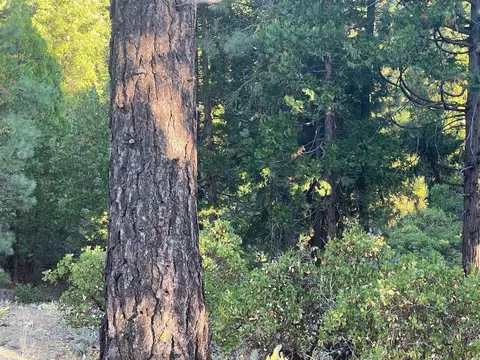 460 Cottontail Rd, Clio, CA 96103 photo 28