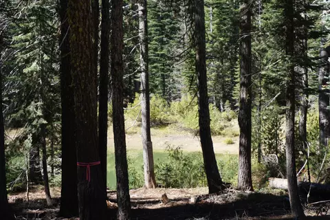 1391 Fern Dr, Bucks Lake, CA 95956
