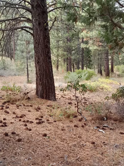 928 Blazing Star #15, Portola, CA 96122