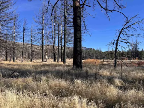 10069 Dixie Valley Rd, Chilcoot, CA 96105 photo 4