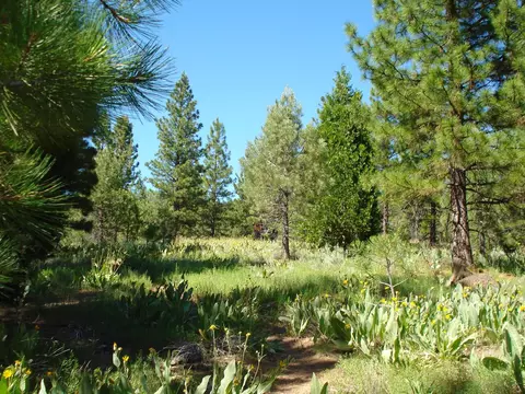 288 Arrowleaf Rd, Portola, CA 96122