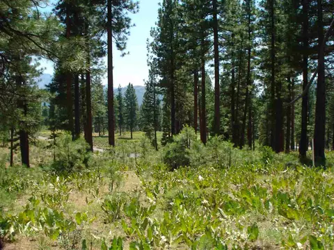 69 Blacktail Rdg, Portola, CA 96122