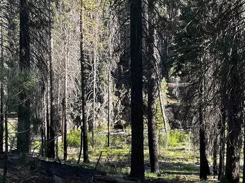 9 Feather River Homesites, Chester, CA 96020 photo 22