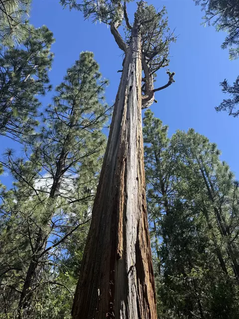 2245 Xanadu Rd, Clio, CA 96106 photo 21