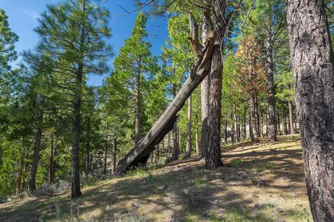 924 Dancing Bears, Portola, CA 96122 photo 19