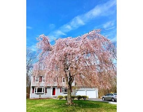 137 Hampton Rd, Sharon, MA 02067 photo 22
