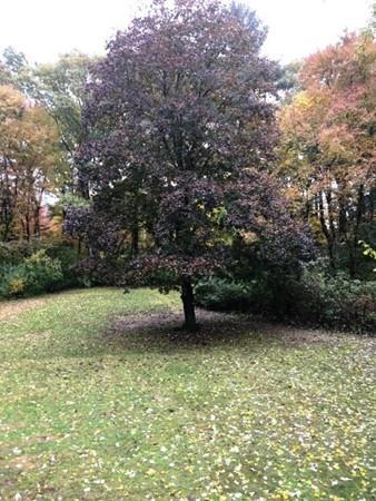75 Joyce Rd, Framingham, MA 01701 photo 23