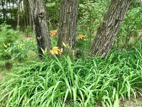 95 Old Mill Rd, Harvard, MA 01451 photo 41