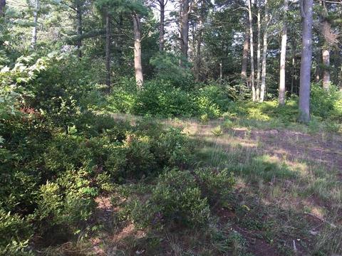 68 Saari Camp Rd, Ashburnham, MA 01430 photo 6