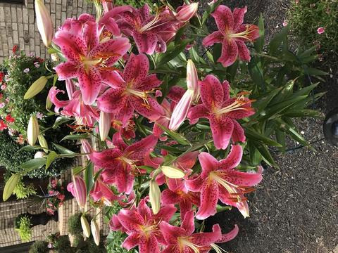 11 Dotys Mill Rd, Acushnet, MA 02743 photo 22