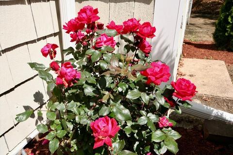 2 Laura, Bourne, MA 02532 photo 29