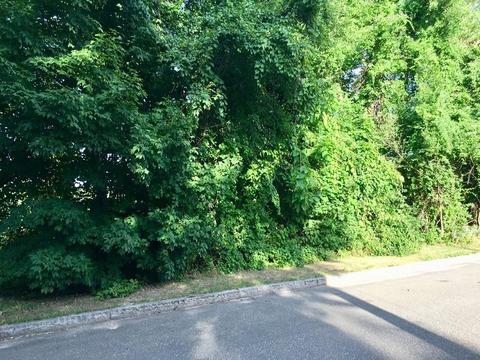 102 Fieldston St, Springfield, MA 01119 photo 2
