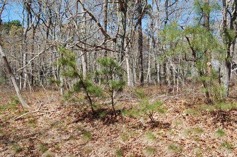 25 Salt Winds Dr, Eastham, MA 02642 photo 6