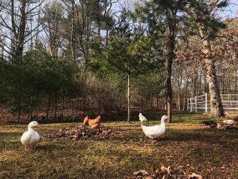 249 Purgatory Rd, Exeter, RI 02822 photo 34
