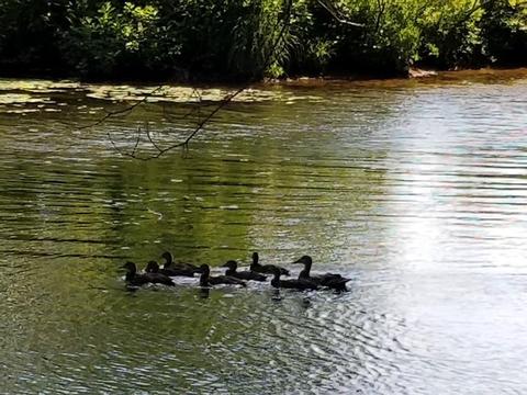 68 Shoreline Dr, Ware, MA 01082 photo 6