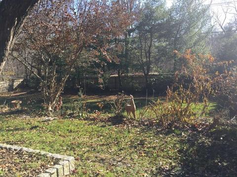 27 Dover Rd, Millis, MA 02054 photo 39