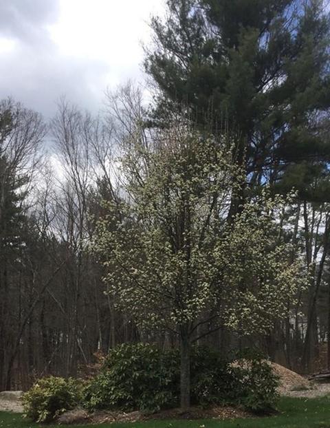 136 Macarthur Rd, Northbridge, MA 01534 photo 34